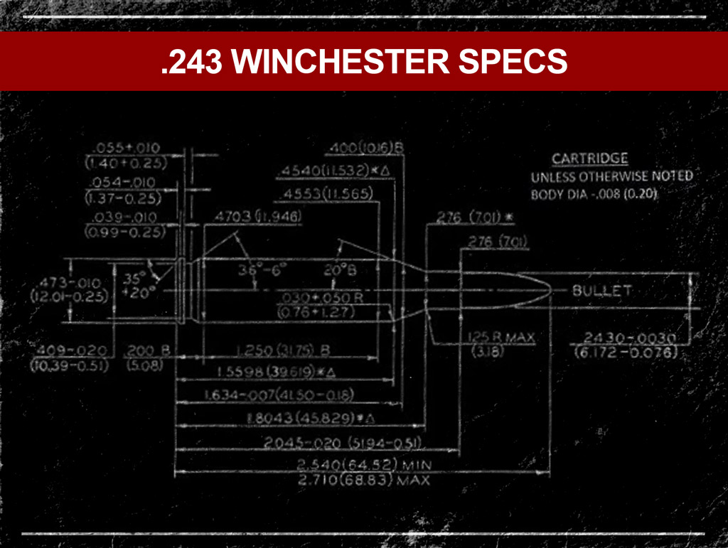 a diagram of the 243 winchester cartridge