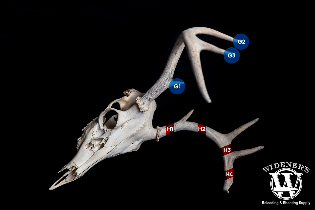 a photo explaining the scoring system for measuring deer antlers