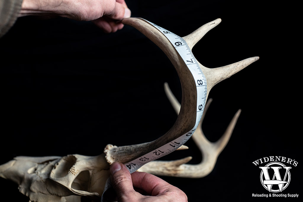 a photo showing how to measure the beam of an antler