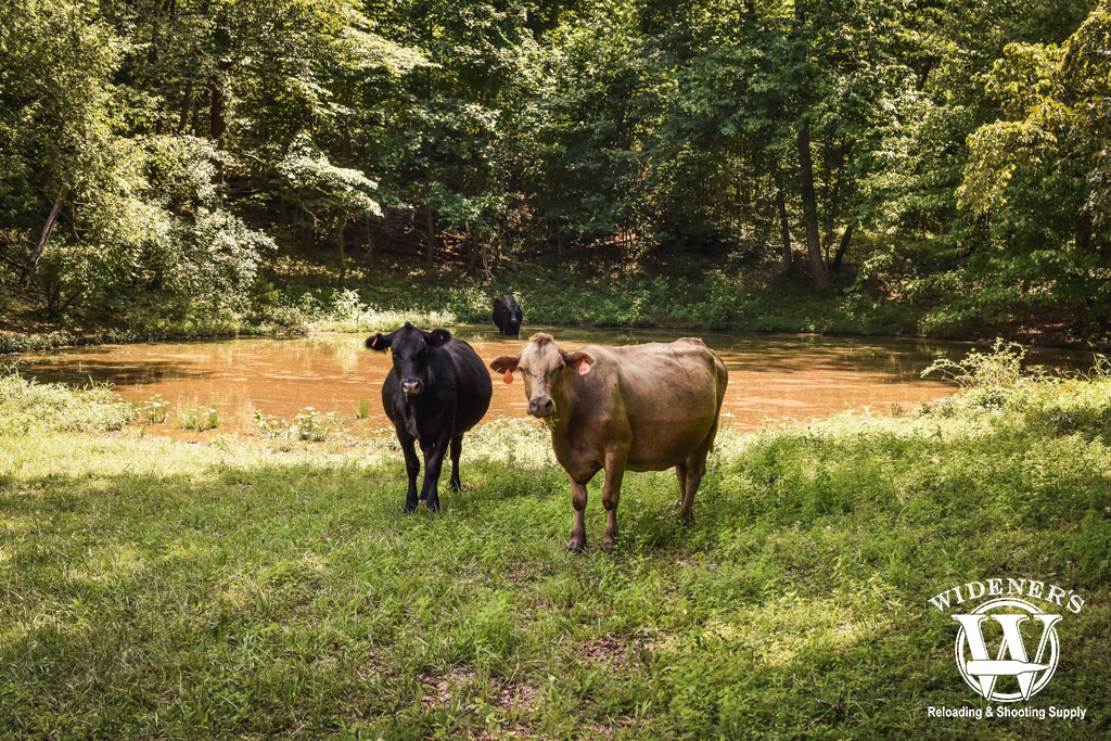 a pair of cows standing outside an agricultural pond with water tested as part of this filter project