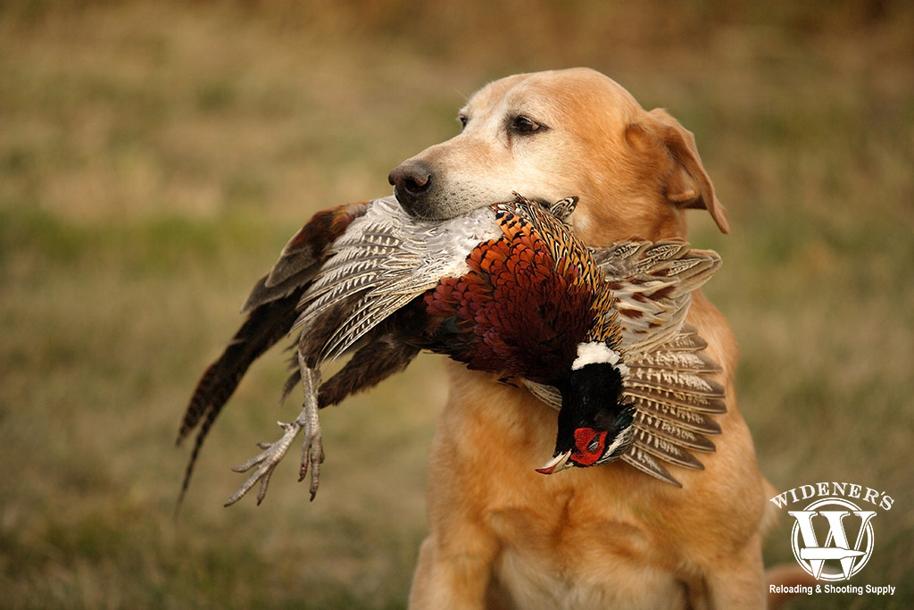 a dog pheasant hunting in the field