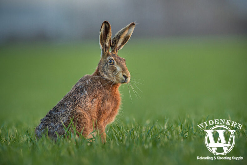Rabbit Hunting Guide - Getting Started In The Field