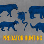predator hunting