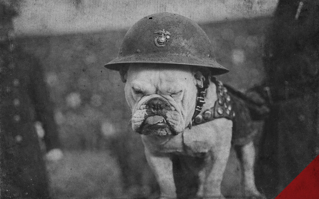 marines devil dogs mascot a photo of the marines devil dogs mascot