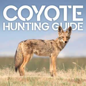coyote hunting