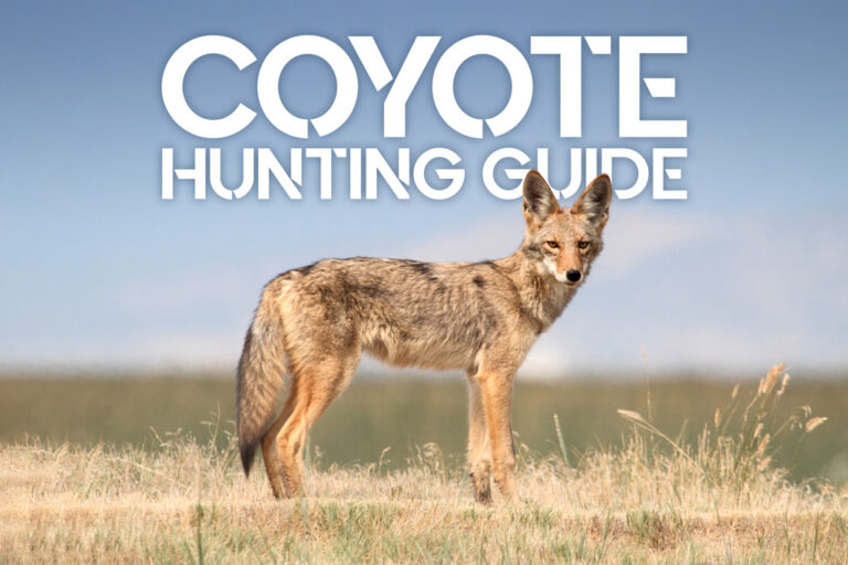 Coyote Hunting Guide - Wideners Shooting, Hunting & Gun Blog