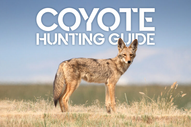 coyote hunting