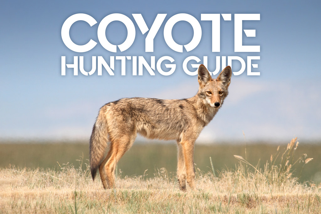 Tips and Techniques for Hunting Coyotes at Night - Coyote Light