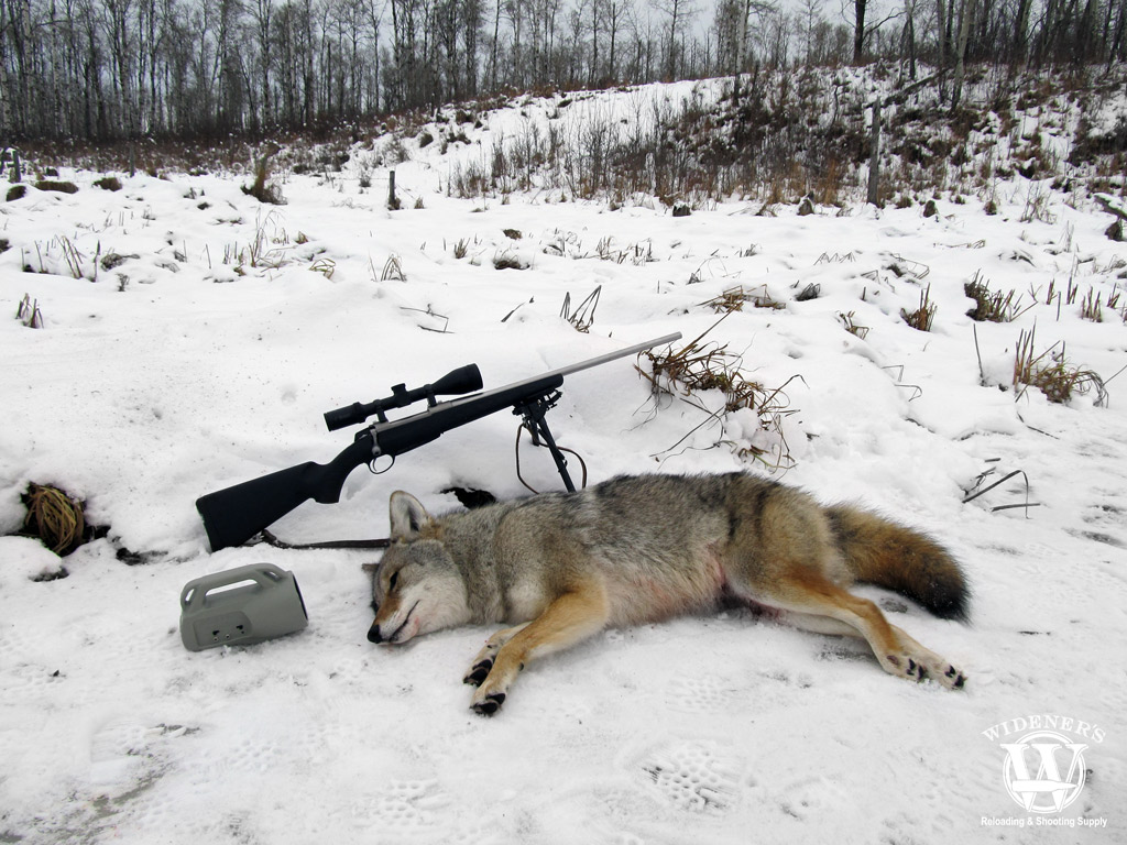a photo showing coyote hunting