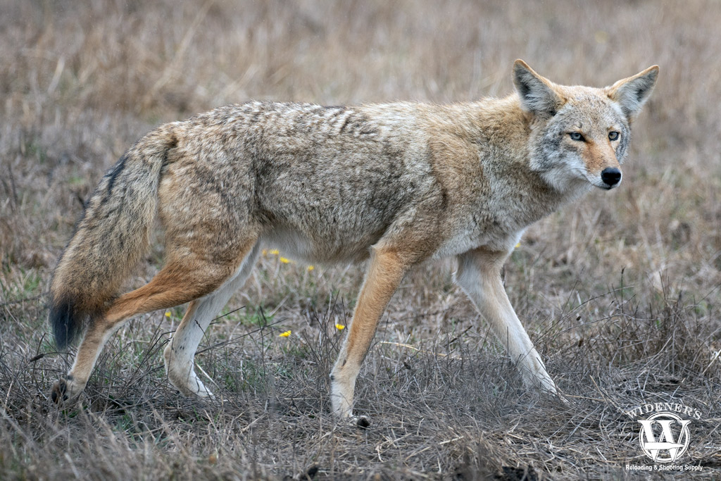 a photo of a wild coyote