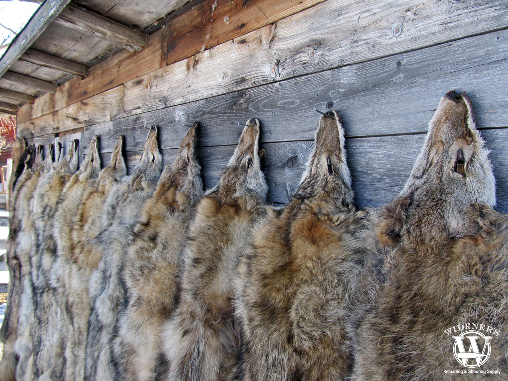 a photo of coyote pelts