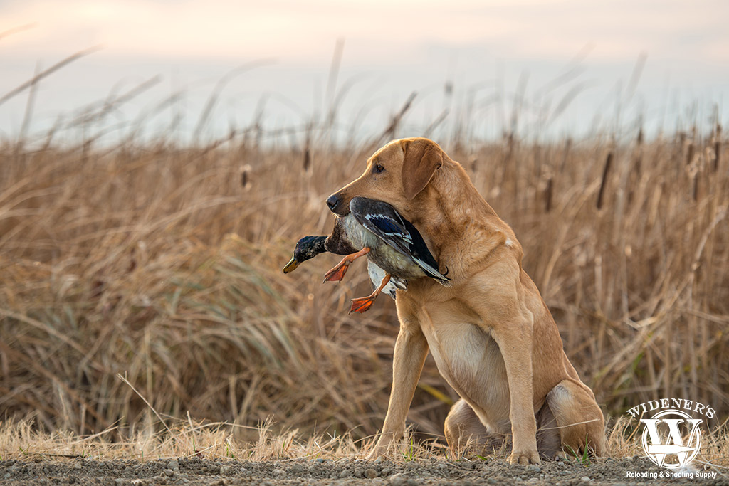 a photo of a dog on a duck hunt