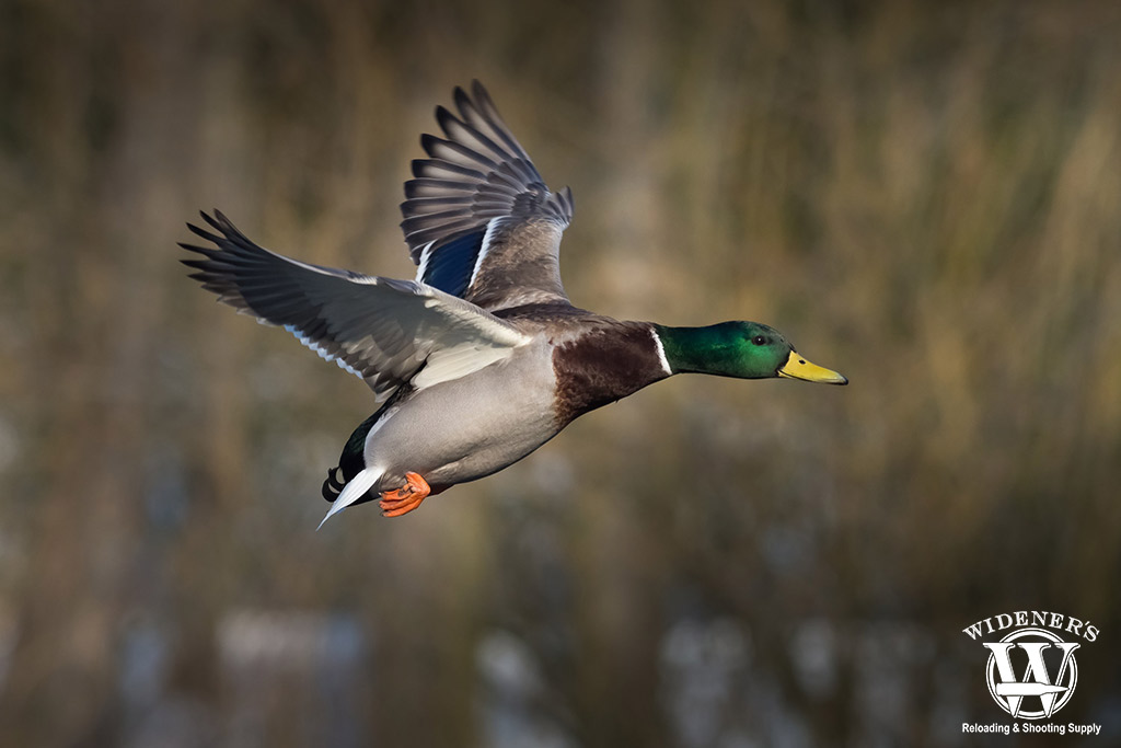 a photo of a duck in flight