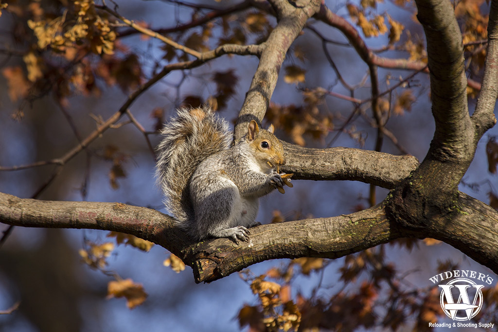 a photo of an eastern gray squirrel