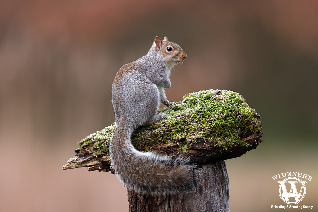 a photo of a eastern gray squirrel