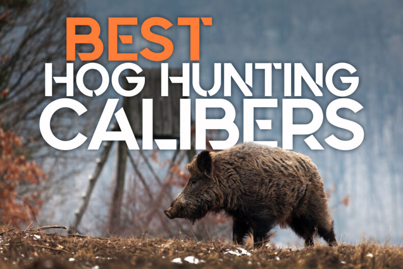 Hog Hunting Riflr Setup Best Caliber For Hog Hunting - Wideners Shooting, Hunting & Gun Blog
