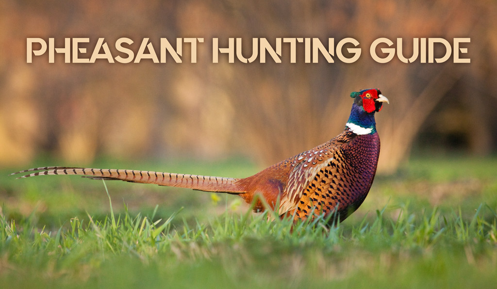 pheasant hunting