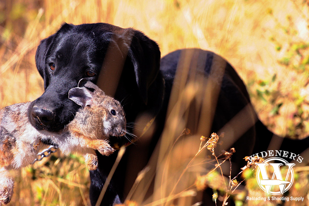 a photo of a labrador retriever rabbit hunting