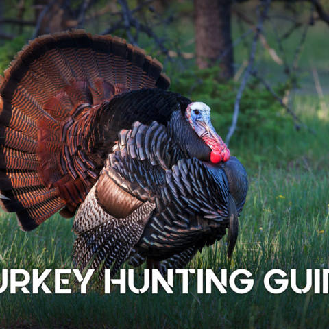turkey hunting guide