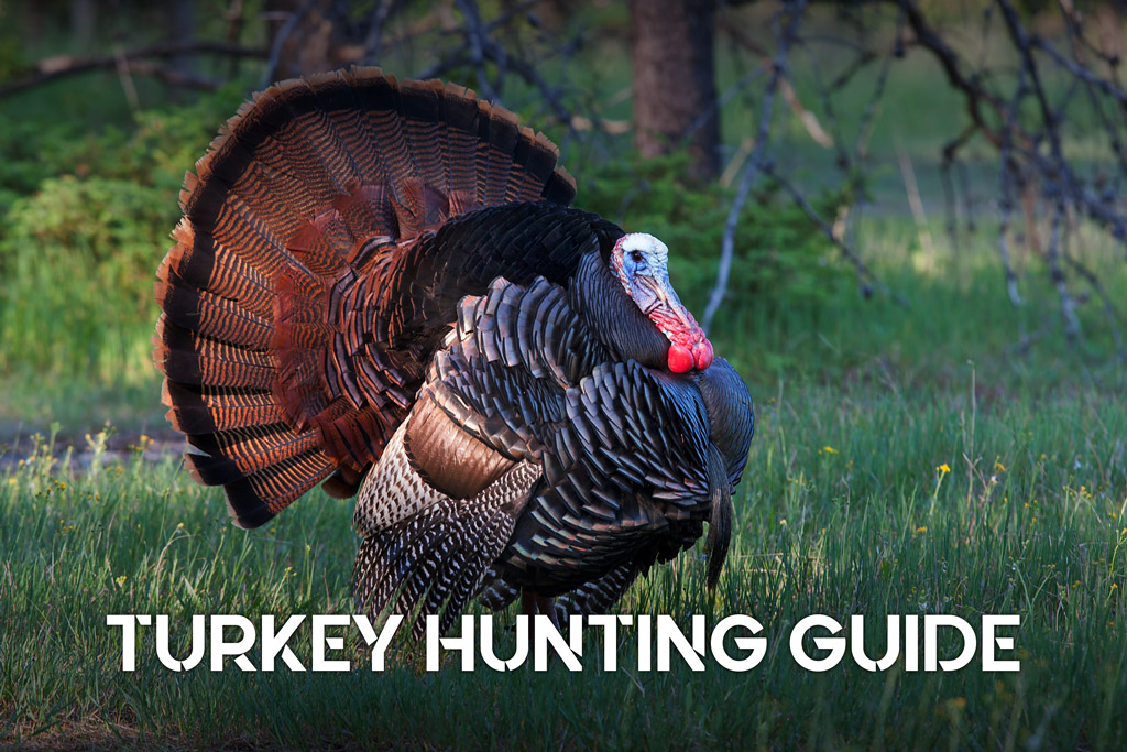 turkey hunting guide