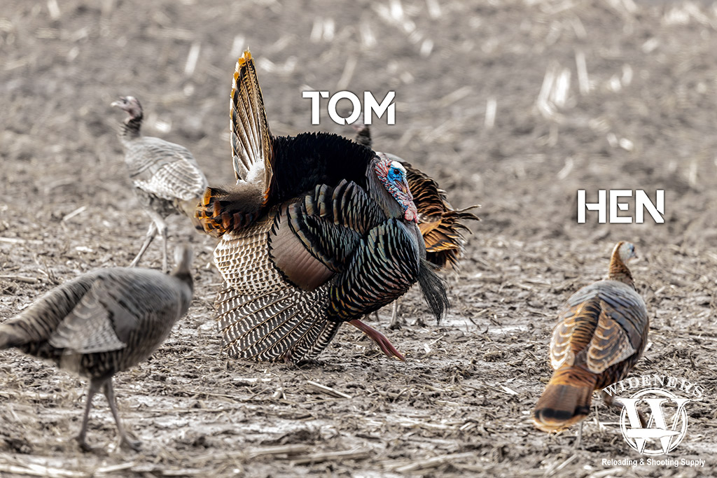 a photo identifying types of wild turkeys