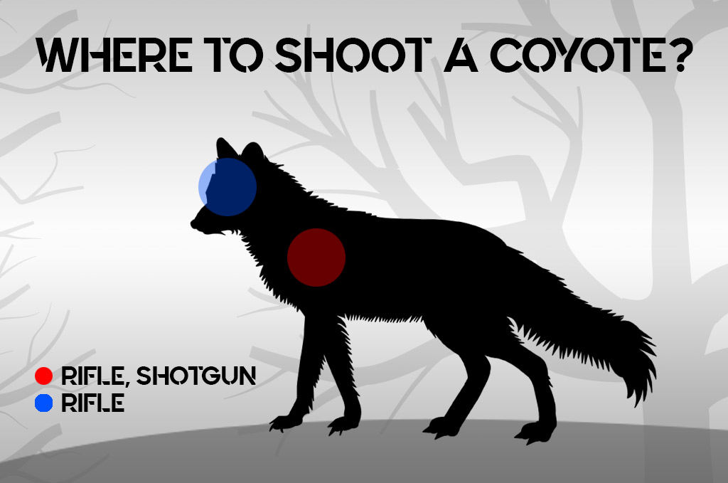 a photo of where to shoot a coyote