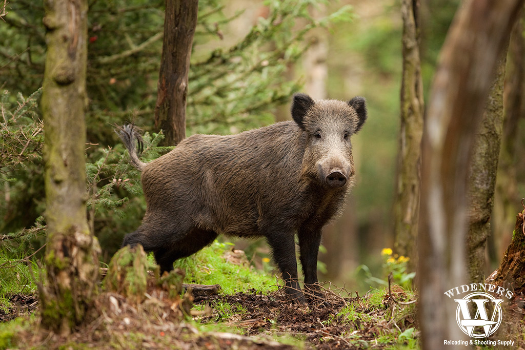 a photo of a wild hog in the woods